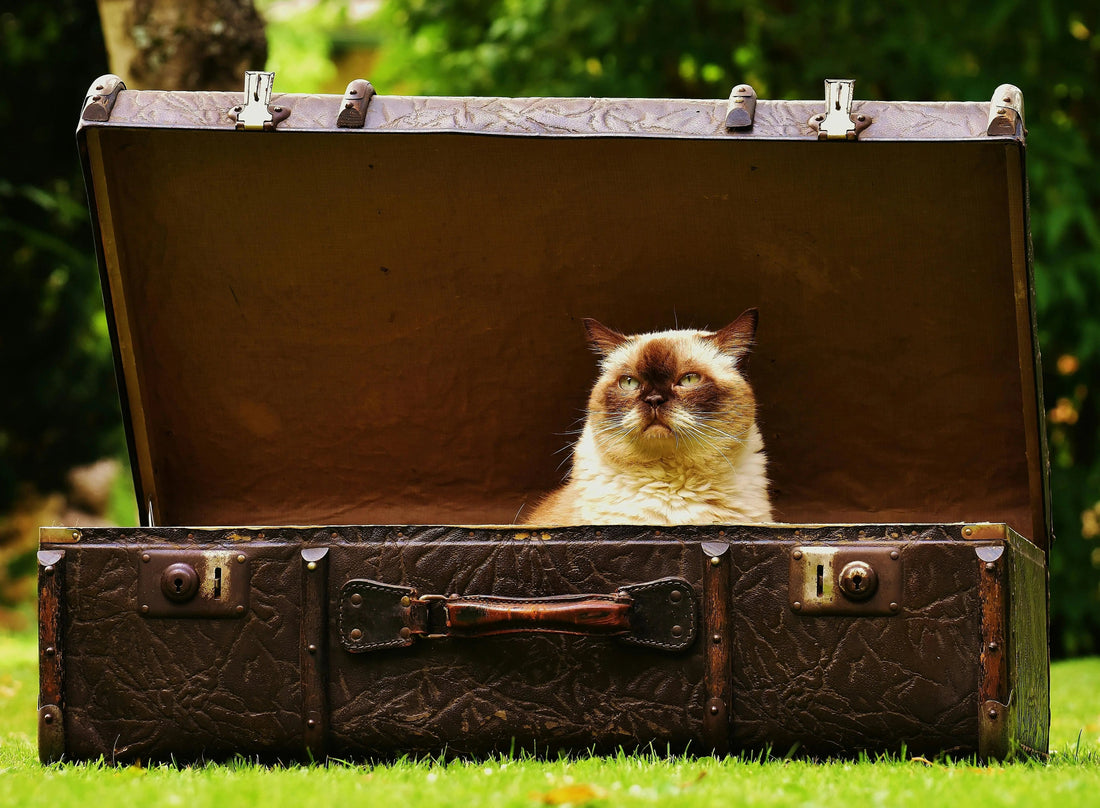 Choosing the Best Cat Carrier for Air Travel - FloofChonk