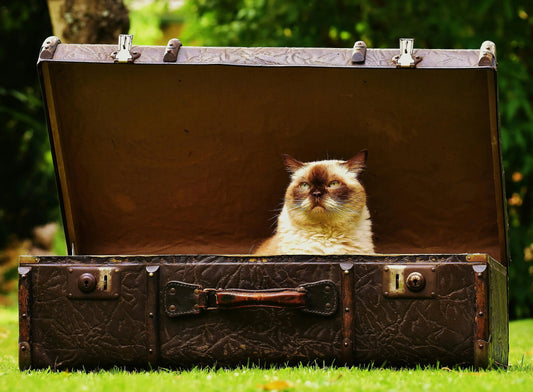 Choosing the Best Cat Carrier for Air Travel - FloofChonk