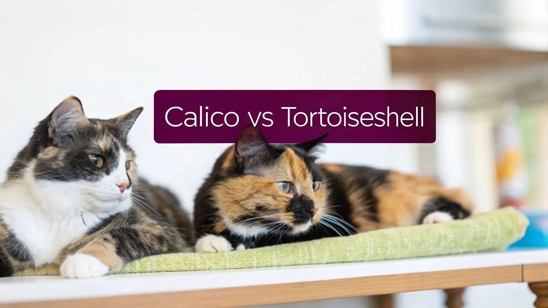 Difference Between Calico and Tortoiseshell Cats: Key Differences ...