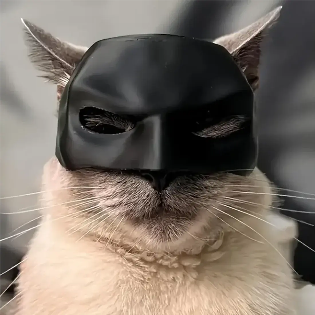 Gift Black Bat Cat Avenger Mask Matte Cool Bat Mask Superhero Cute Pet Toys For Cats And Dogs Dropshipman