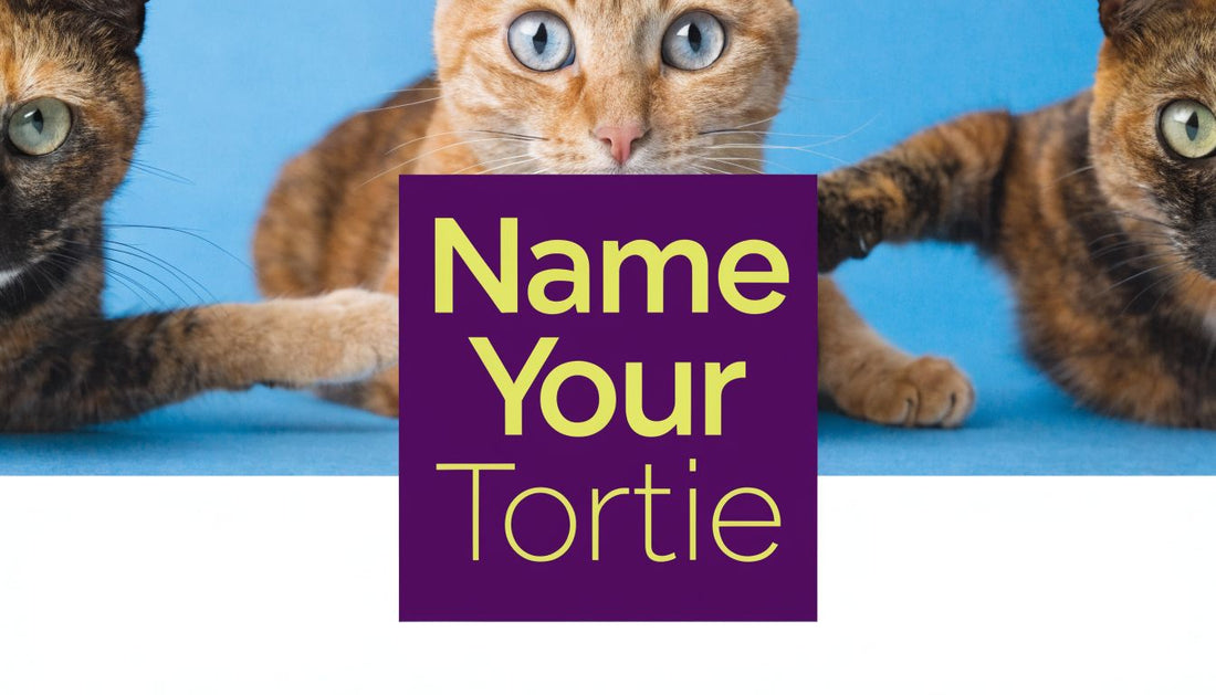 8 Female Cat Names for Tortoiseshell Cats (2026 Guide) - FloofChonk