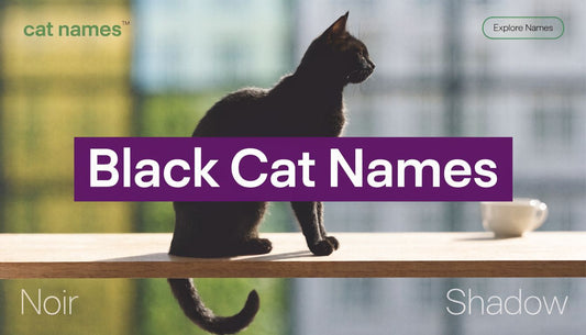 8 Purrfect Male Black Cat Names for 2026 - FloofChonk