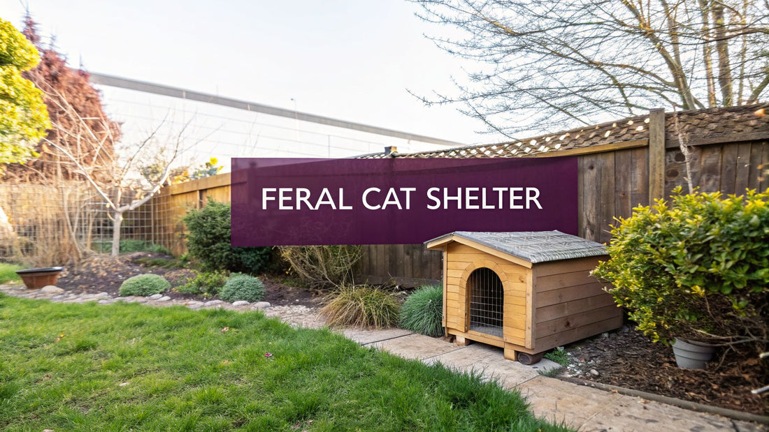 A Guide to Building Shelters for Feral Cats - FloofChonk
