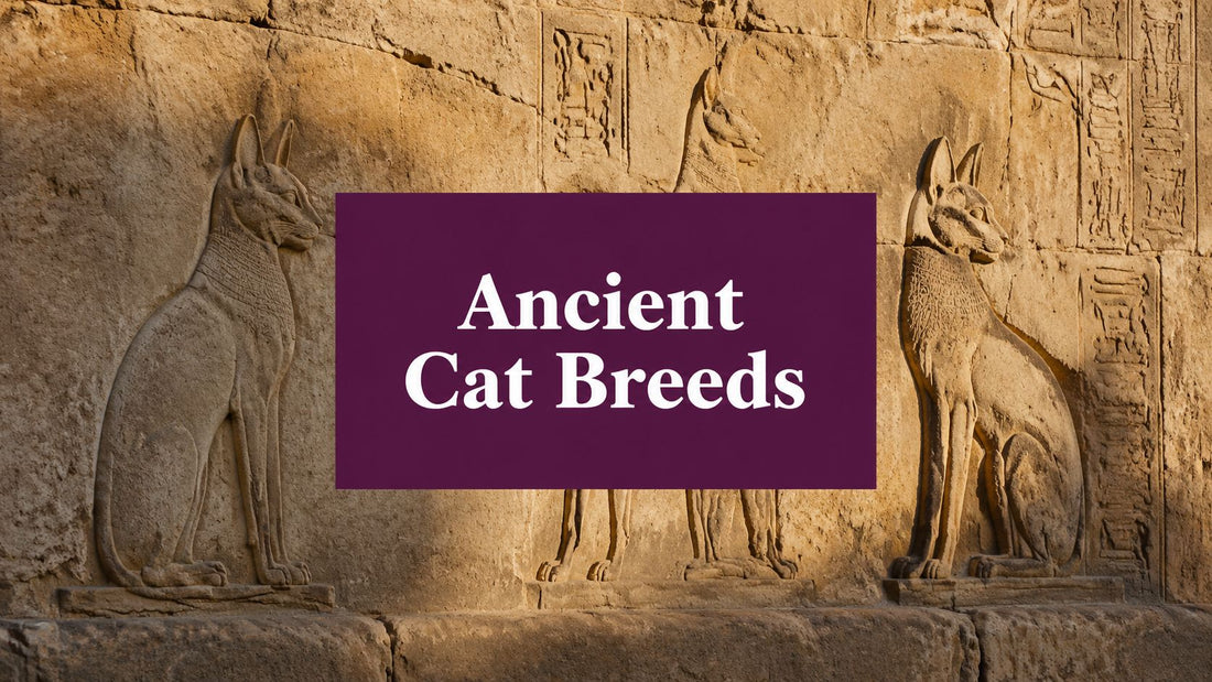 Ancient Cat Breeds Every Cat Lover Should Know - FloofChonk
