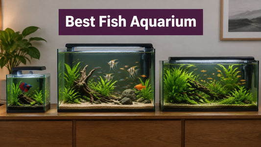 Best Fish Aquarium Picks for Real Fish Homes