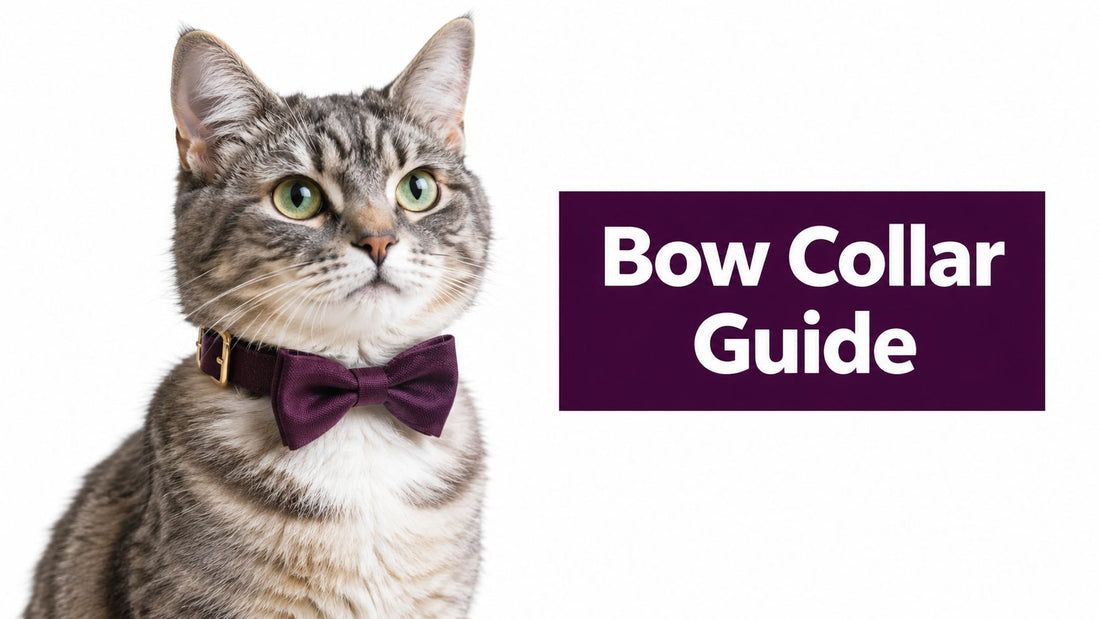 Bow Collar for Cats: The Ultimate Safety and Style Guide - FloofChonk