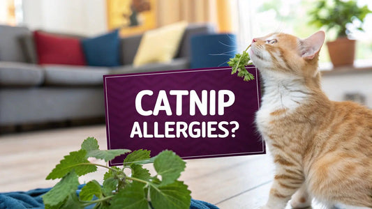 Can Cats Be Allergic to Catnip? A Purrfect Guide for Fur-Parents - FloofChonk