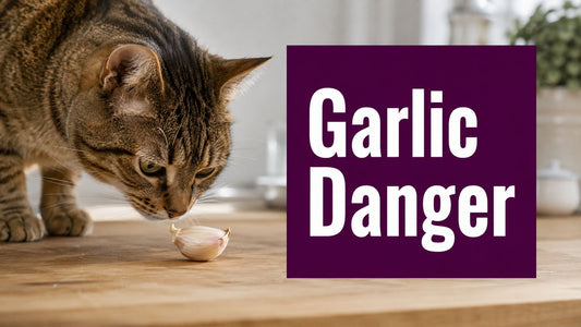 Can Cats Eat Garlic? the Scary Truth for Cat Parents - FloofChonk