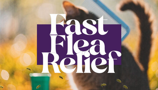 Capstar for Cats Reviews: Our 2026 Efficacy Guide - FloofChonk