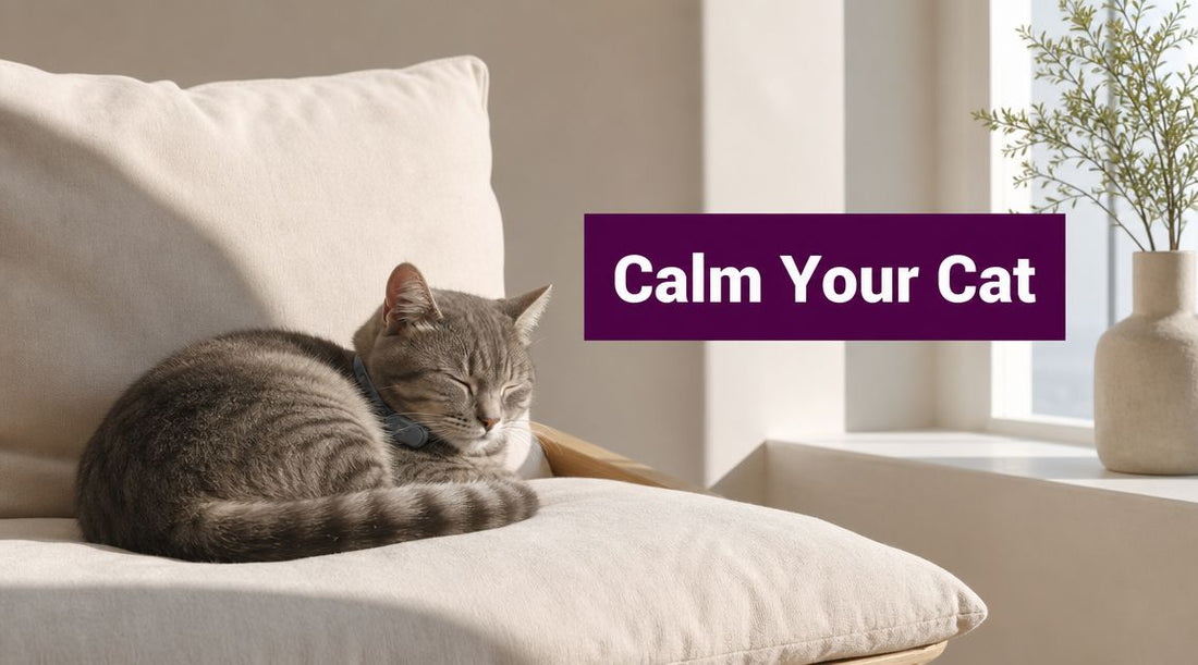 Cat Calming Collars: Ultimate Guide to Peace for Your Pet - FloofChonk