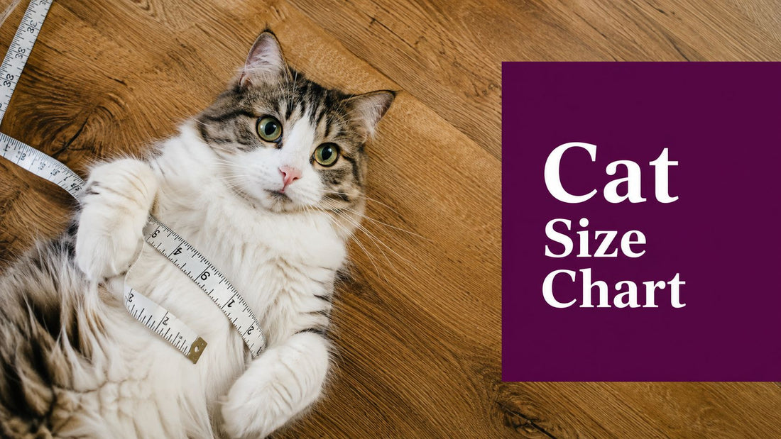 Cat Clothes Size Chart That Actually Fits Your Floof