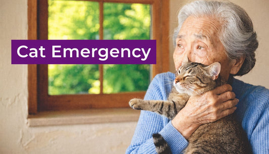 Cat Foaming at the Mouth: A Calm Owner's Guide