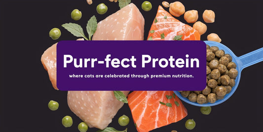 Cat Food High in Protein: A Purr-fect Guide 🐾 - FloofChonk