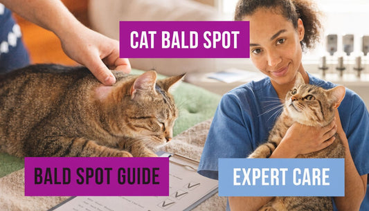 Cat Has Bald Spot? Expert Care and Treatment Guide (2026) - FloofChonk
