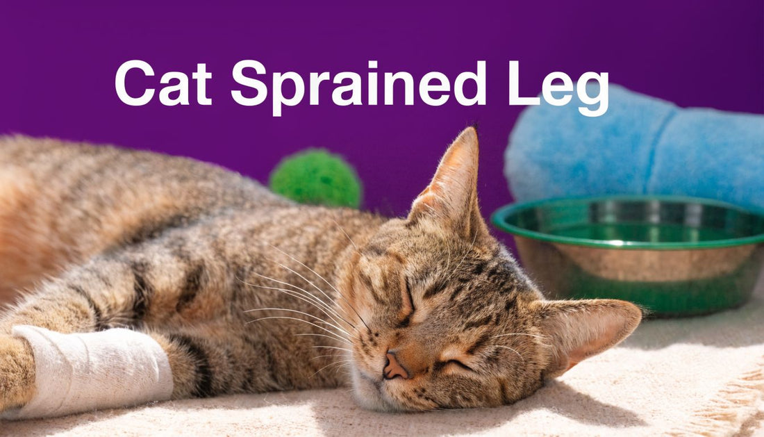 Cat Sprained Leg: A Guide to Care & Recovery 🐾 - FloofChonk