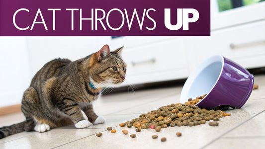 Cat Throws Up Dry Food: Causes (and Purr-fectly Fun Fixes!) - FloofChonk