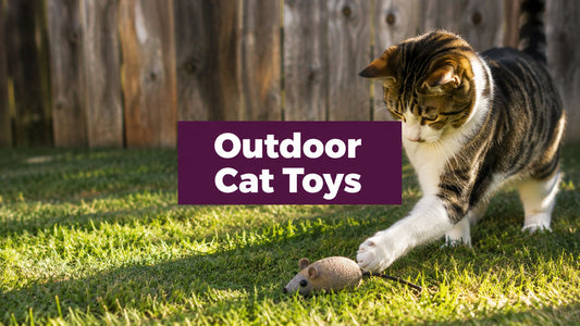 Cat Toys for Outdoor Cats: Complete Guide to Safe Fun