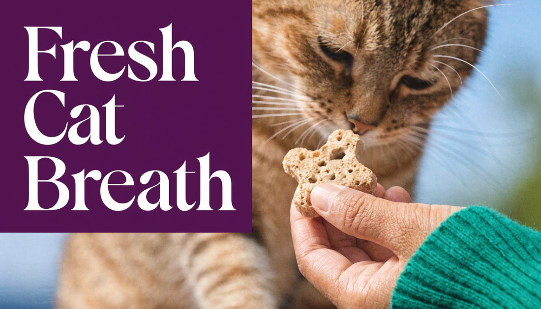 Cat treats for bad breath: Best Cat Treats for Bad Breath – - FloofChonk