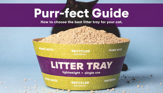 Disposable Cat Litter Boxes: A Purr-fect Guide - FloofChonk