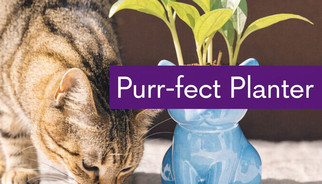 DIY Chia Pet for Cats A Purr-fect Planter Guide - FloofChonk