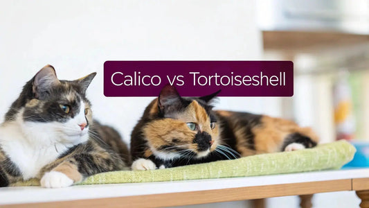 Difference-Between-Calico-and-Tortoiseshell-Cats-Key-Differences FloofChonk