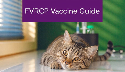 FVRCP Cat Vaccine: Your Complete Guide - FloofChonk