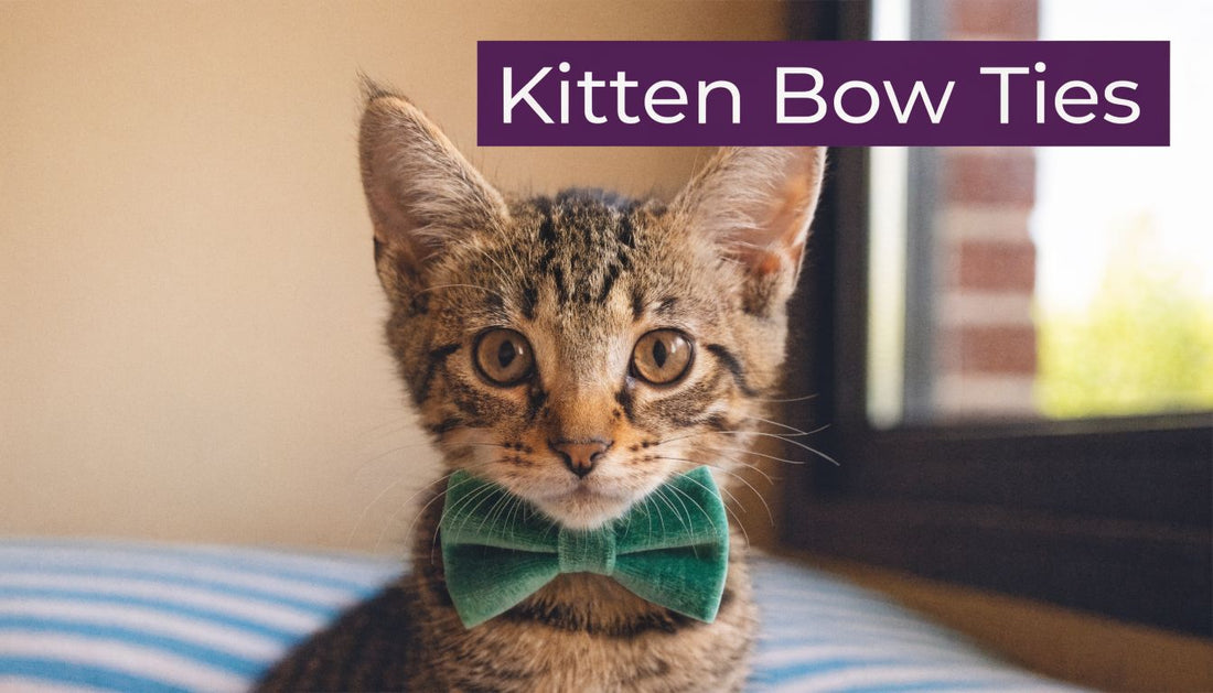 Kitten Bow Ties: A Purr-fect Guide to Style & Safety - FloofChonk