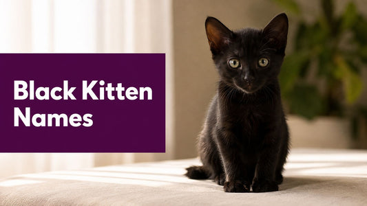 Kitten Names Black: 8 Purrfect Ideas for 2026 - FloofChonk