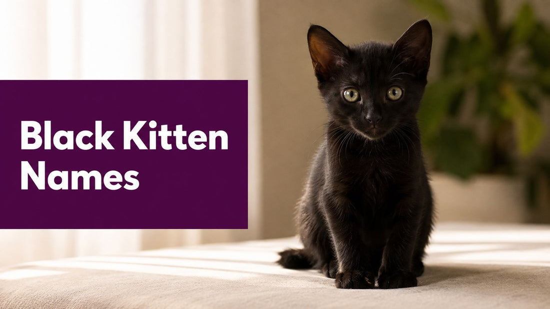 Kitten Names Black: 8 Purrfect Ideas for 2026
