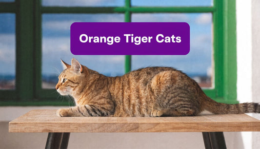 Orange Tiger Cats: Your Ultimate Guide 🐾 - FloofChonk