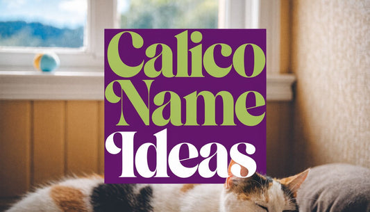 Unique Calico Cat Names Your Kitty Will Love - FloofChonk