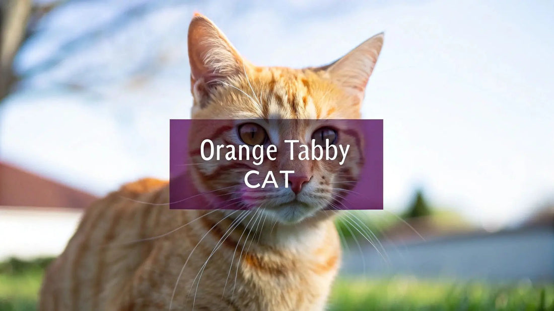 What Breed Is an Orange Tabby Cat? The Purrfect Answer - FloofChonk