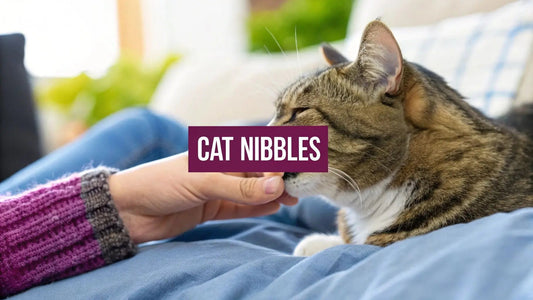 What Does It Mean When Cats Nibble You? Understand Their Love Signals - FloofChonk
