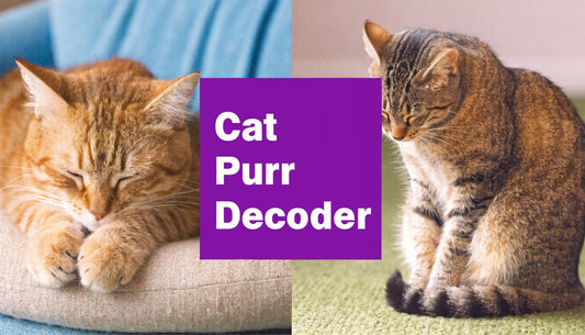 What Does It Mean When Cats Purr? A Floofie Guide - FloofChonk
