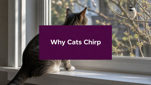 Why Does My Cat Chirp at Birds? Uncover the Mystery