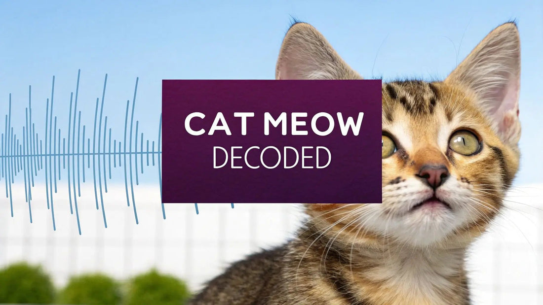 Why Does My Cat Meow At Me Decoded - FloofChonk