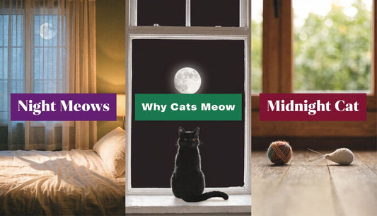 Why Does My Cat Meow At Night - FloofChonk