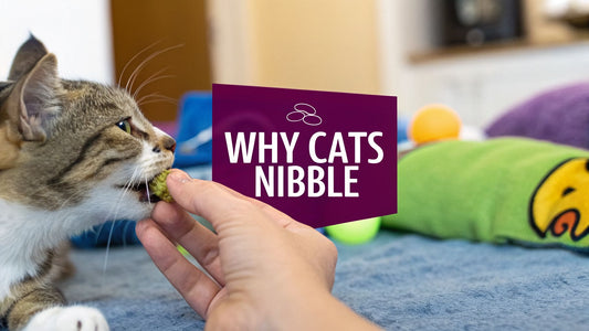 Why Does My Cat Nibble My Fingers - The Official Floofie Guide 🐾 - FloofChonk