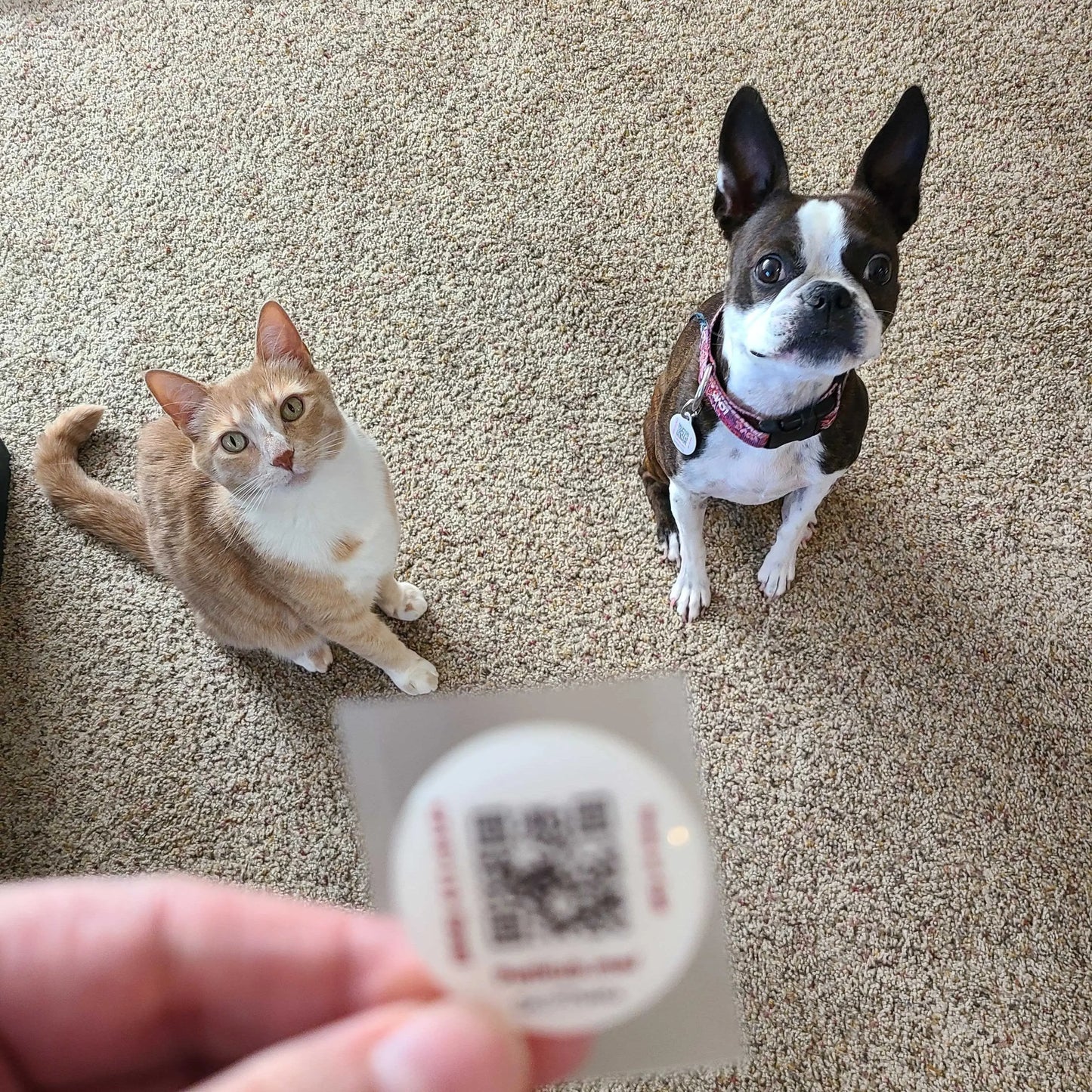 PetHub QR Pet ID Sticker – Upgrade Any Tag + Backup Pet Protection PetHub