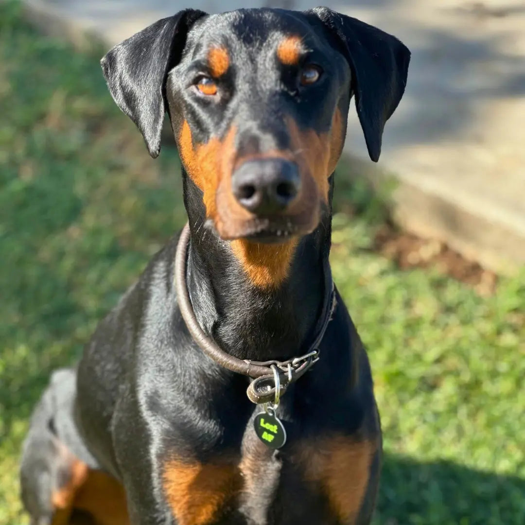 QR ID Pet Tag - Lost AF PetHub