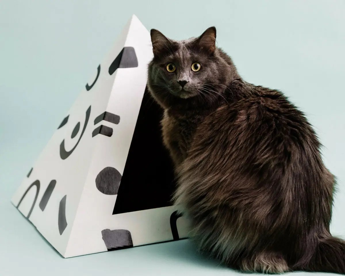 'Doodle' Cardboard Cat Pyramid KittyKardboard