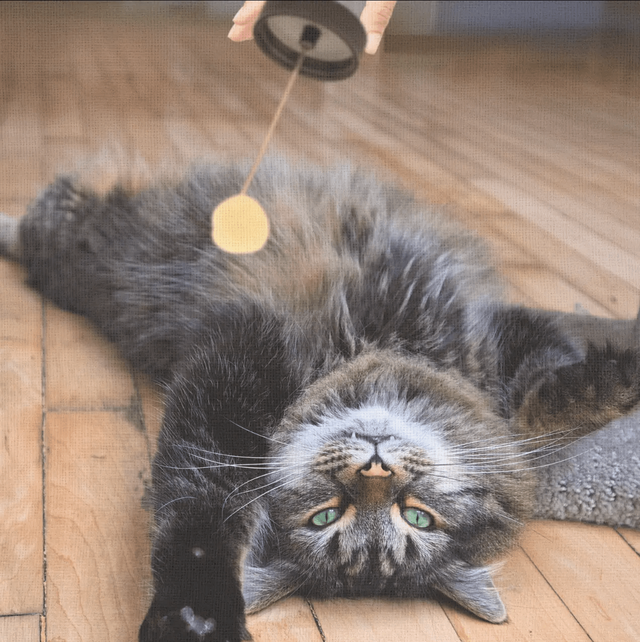 Fluff Potion Number 9 | Botanical No - Comb Mat Remover for Cats - FloofChonk
