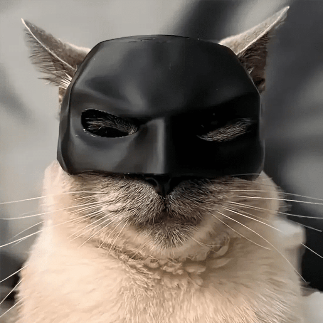 Gift Black Bat Cat Avenger Mask Matte Cool Bat Mask Superhero Cute Pet Toys For Cats And Dogs - FloofChonk