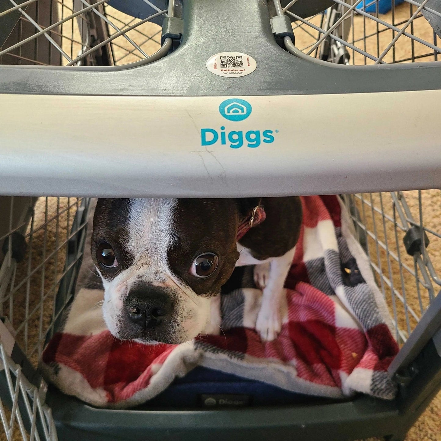 PetHub QR Pet ID Sticker – Upgrade Any Tag + Backup Pet Protection - FloofChonk