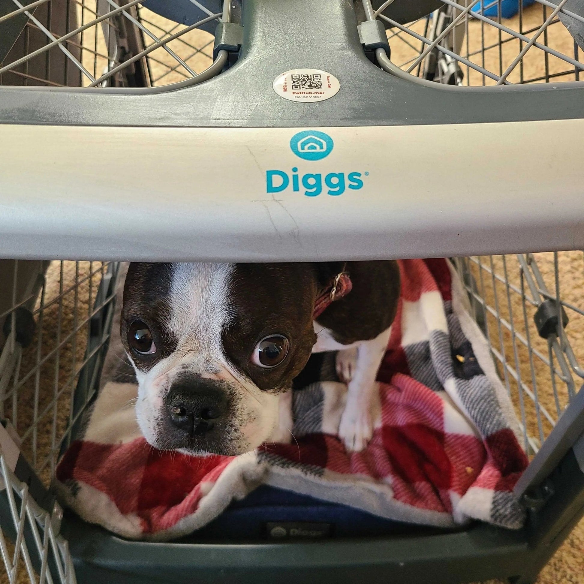 PetHub QR Pet ID Sticker – Upgrade Any Tag + Backup Pet Protection - FloofChonk