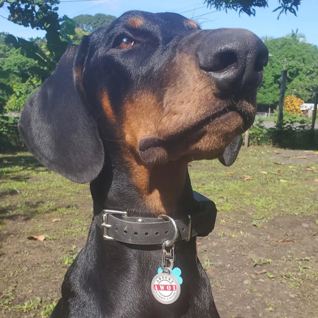 PetHub QR Pet ID Tag – Absent Without a Leash (AWOL) - FloofChonk