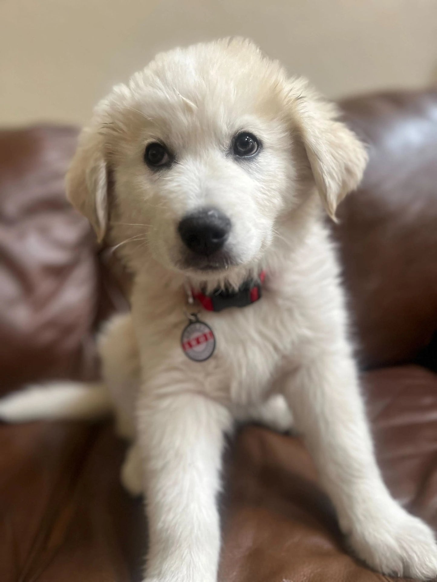 PetHub QR Pet ID Tag – Absent Without a Leash (AWOL) - FloofChonk