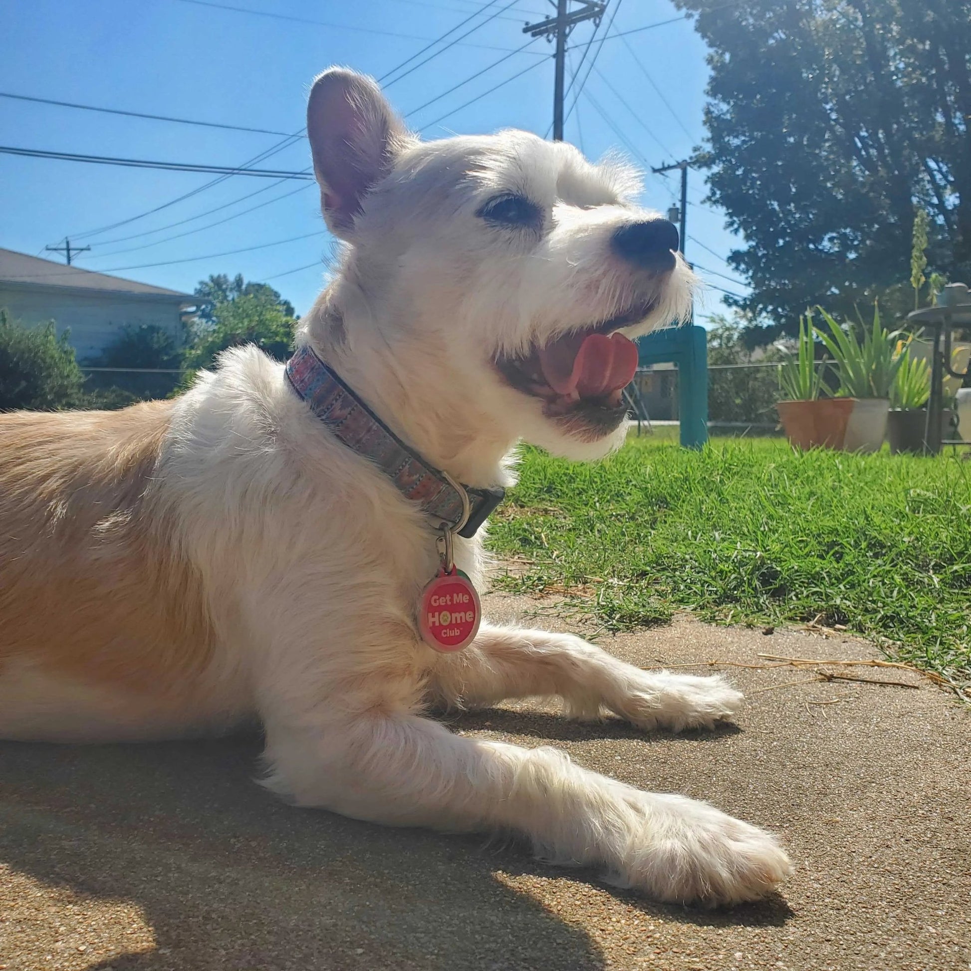 PetHub QR Pet ID Tag – Get Me Home Club - FloofChonk