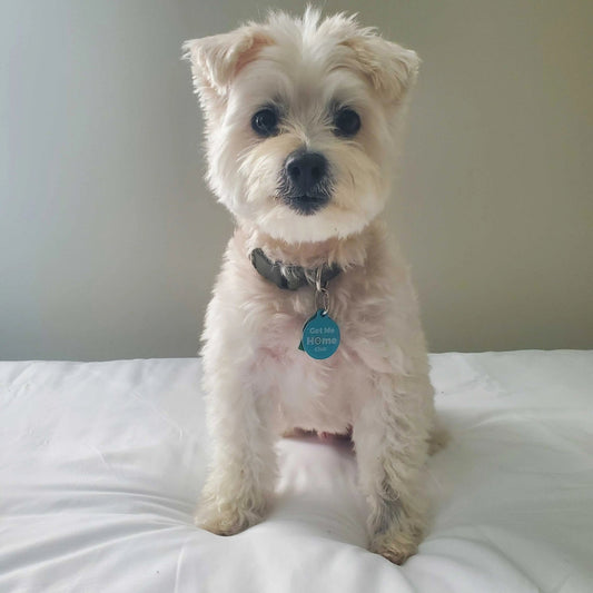PetHub QR Pet ID Tag – Get Me Home Club - FloofChonk