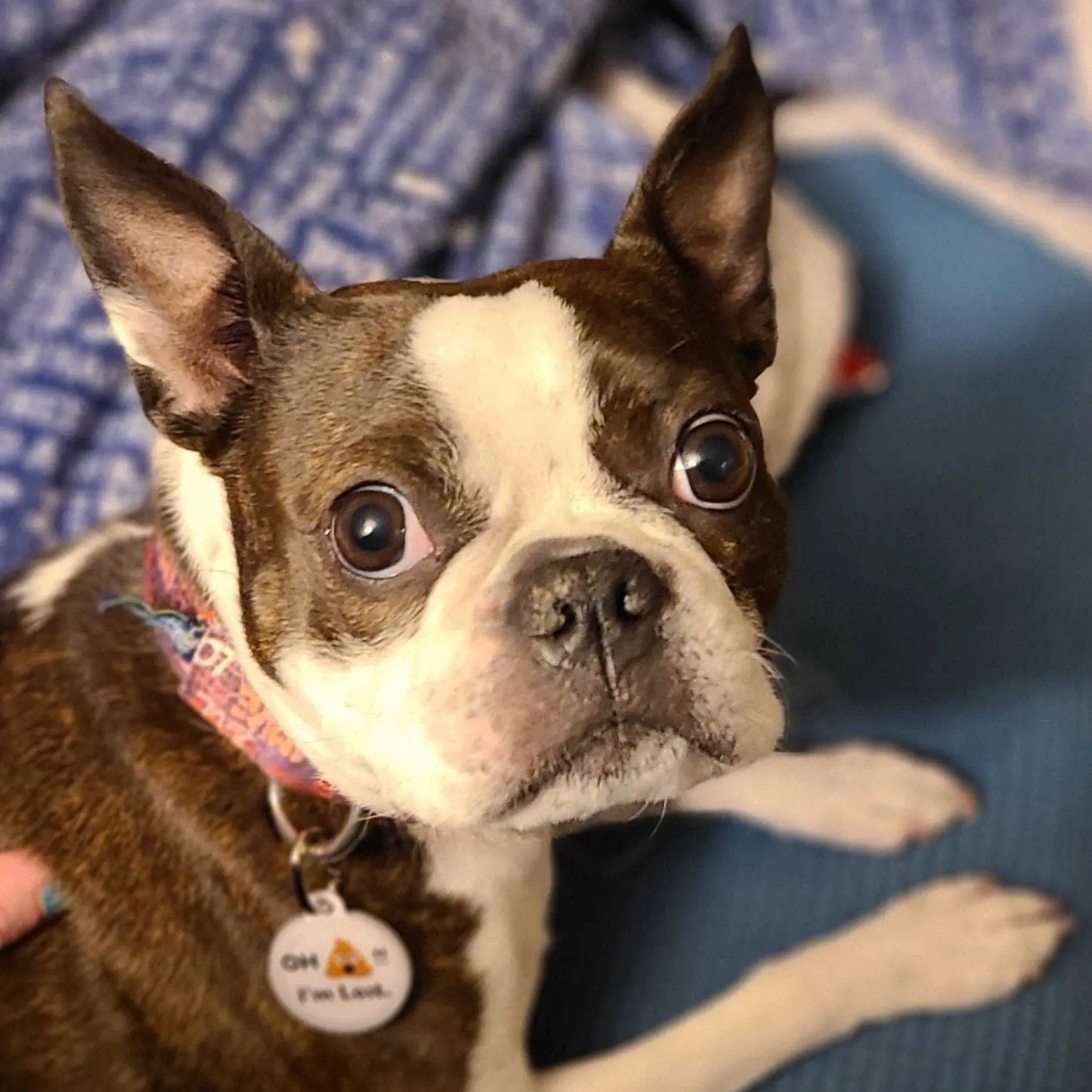 PetHub QR Pet ID Tag – Oh Crap I’m Lost - FloofChonk